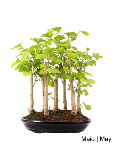 Ginkgo Biloba Bonsai 19 Jahre alt
