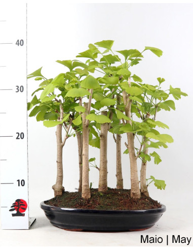 Ginkgo Biloba Bonsai de 19 años