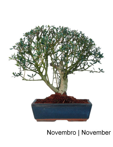 Wild Olea - Wild Olive Tree - Bonsai of 17 years
