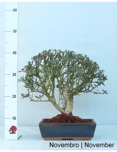 Wild Olea - Wild Olive Tree - Bonsai of 17 years