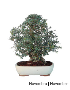 Olea sauvage - Olivier sauvage - Bonsai de 32 ans