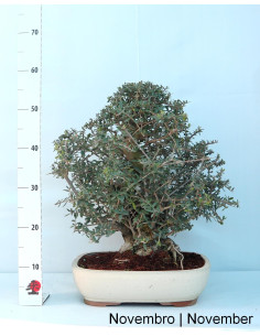Zambujeiro - Oliveira Brava - Bonsai von 32 Jahren 2