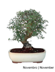 Zambujeiro - Oliveira Brava - 32 Jahre alter Bonsai