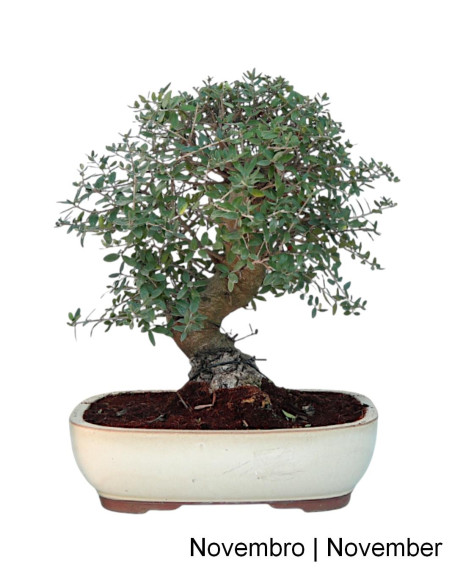 Olea sauvage - Olivier sauvage - Bonsai de 32 ans