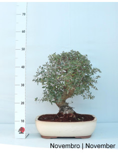 Zambujeiro - Oliveira Brava - 32 Jahre alter Bonsai 2
