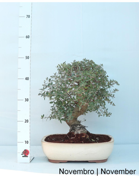 Olea sauvage - Olivier sauvage - Bonsai de 32 ans