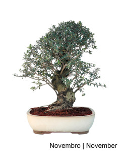 Zambujeiro - Oliveira Brava - 32 Jahre alter Bonsai