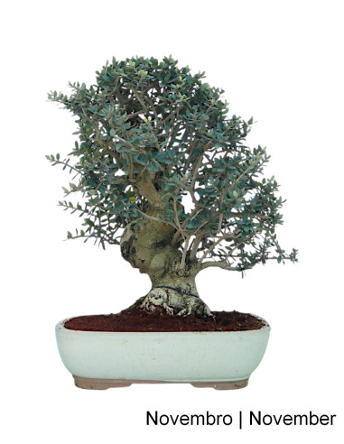 Acebuche - Oliveira Brava - Bonsai de 32 Años