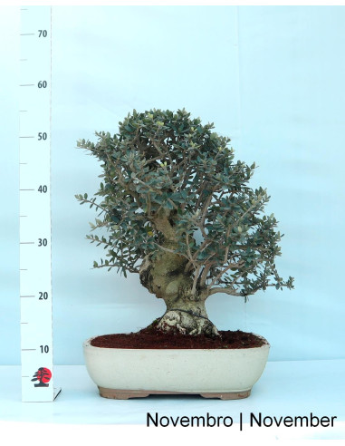 Zambujeiro - Oliveira Brava - Bonsai de 32 Anos