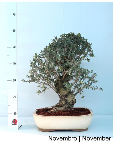 Acebuche - Oliveira Brava - Bonsai de 32 Años