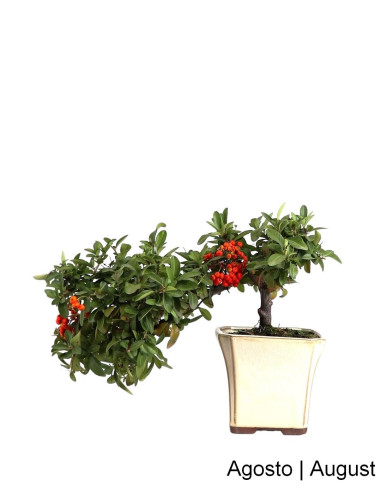 Luso Bonsai | Pyracantha Bonsai de 21 ans