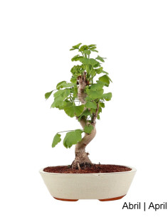 Bonsái de Ginkgo Biloba de 19 años