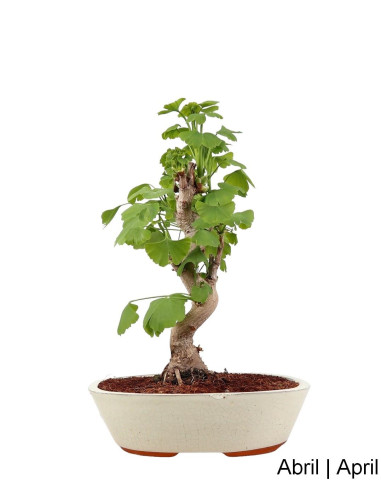 Ginkgo Biloba Bonsai de 19 anos