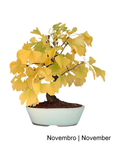 Bonsái de Ginkgo Biloba de 19 años