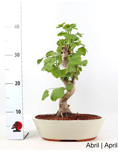 Ginkgo Biloba Bonsai de 19 anos