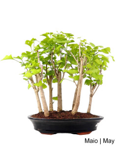 21 Jahre alter Ginkgo Biloba Bonsai