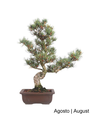 Luso Bonsai ← Pinheiro Pentaphylla Bonsai 25 años