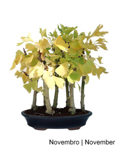 Bonsái de Ginkgo Biloba de 21 años 2