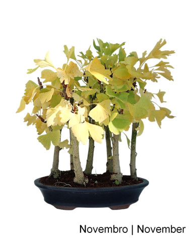 Bonsái de Ginkgo Biloba de 21 años