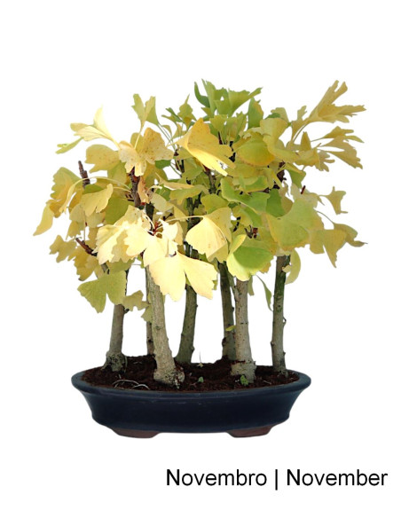 Bonsai di Ginkgo Biloba di 21 anni