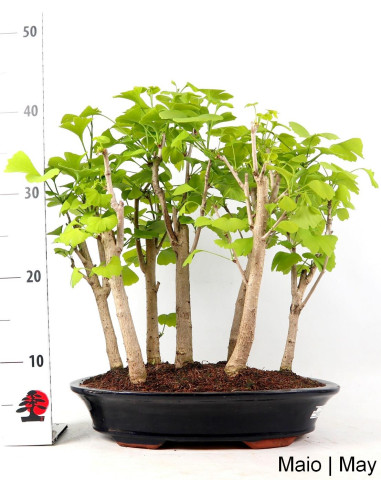 21-year-old Ginkgo Biloba Bonsai