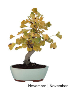 Bonsai di Ginkgo Biloba di 17 anni