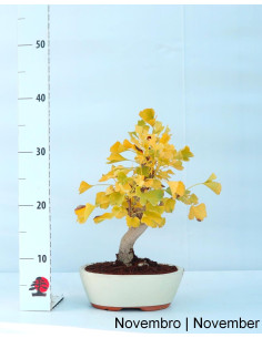 17 Jahre alter Ginkgo Biloba Bonsai 2