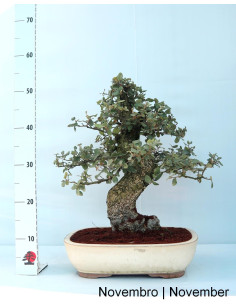 Bonsaï de chêne-liège de 38 ans 2