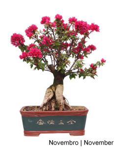 Bougainvillea Spectabilis Bonsai von 35 Jahren