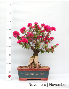 Bougainvillea Spectabilis Bonsai von 35 Jahren 2