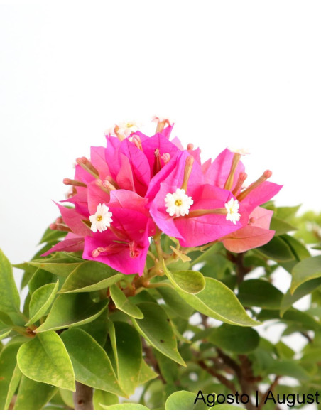 Bouganvillea Spectabilis Bonsai de 35 anos