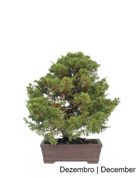 Juniperus Itoigawa Bonsai de 33 anos