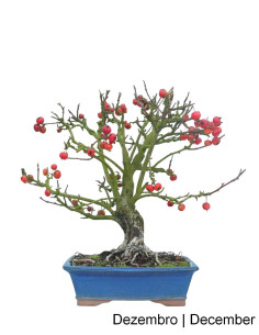Macieira "Everest" Bonsai von 27 Jahren
