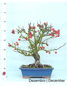 "Everest" Apple Tree Bonsai 27 years old 2