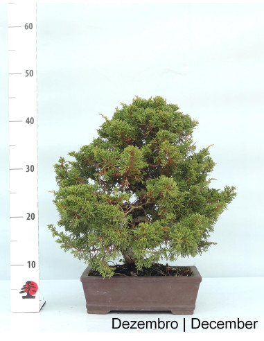 Juniperus Itoigawa Bonsai di 33 anni