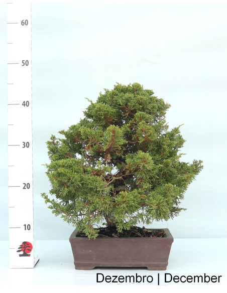Juniperus Itoigawa Bonsai de 33 anos