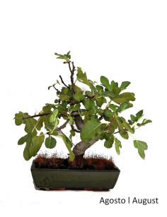 Figueira Bonsai von 20 Jahren