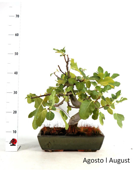 Ficus Bonsai di 20 anni