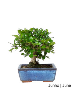 Carmona Macrophyla Bonsai of 5 years