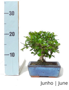 Carmona Macrophyla Bonsai of 5 years 2