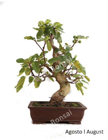 Figuier Bonsaï de 33 ans | Luso Bonsai