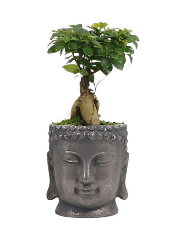 Ficus Ginseng 12 cm - Maceta Buda Plateado