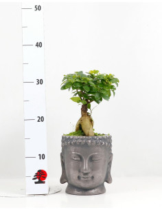 Ficus Ginseng 12 cm - Vaso Buddha Silver 2