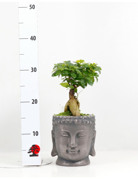 Ficus Ginseng 12 cm - Vaso Buddha Silber