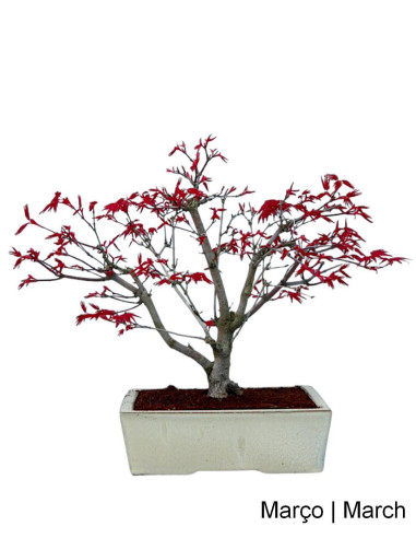 Acer Palmatum Deshojo Bonsai of 12 years