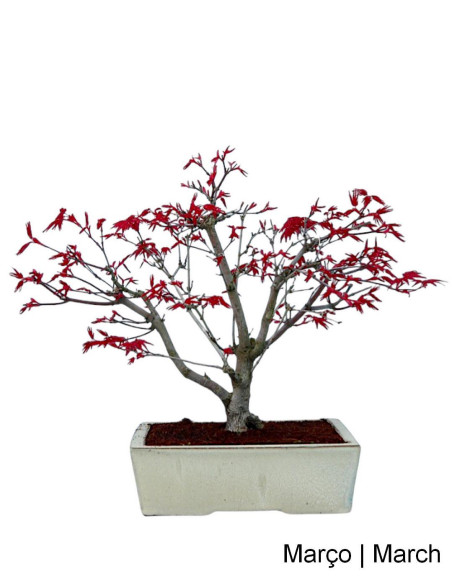 Acer Palmatum Deshojo Bonsai of 12 years