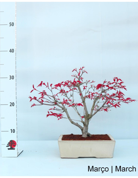 Acer Palmatum Deshojo Bonsai of 12 years
