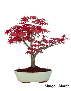 Acer Palmatum Deshojo Bonsai di 17 anni
