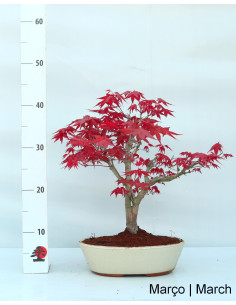 Acer Palmatum Deshojo Bonsai di 17 anni 2