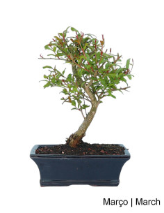 Dwarf Pomegranate (Nana) Bonsai 9 Years Old